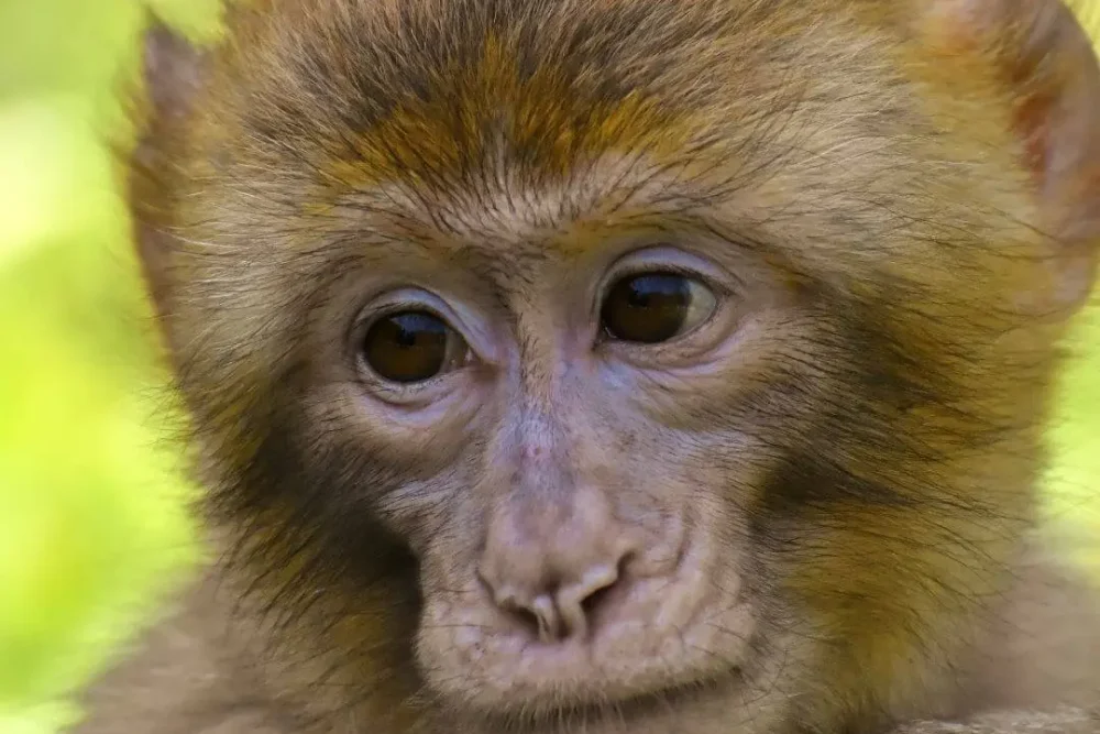 monkeyland_1_a3701b8fca